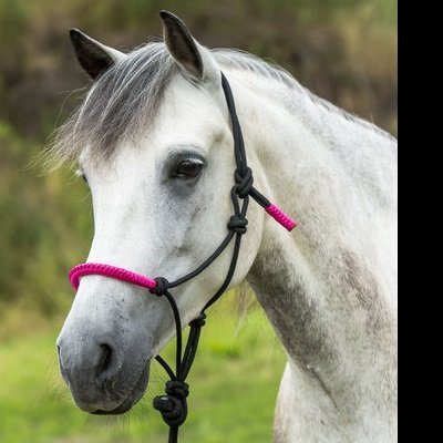 Cavalo cinzento com cabresto de corda preta e rosa ao ar livre