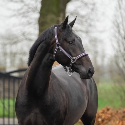 Cavalo preto com peitoral de cabedal preto com detalhes em branco e rosa
