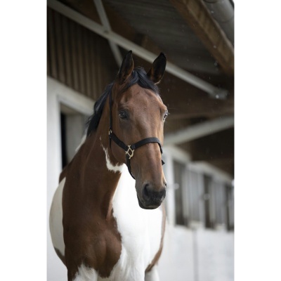 Cavalo castanho e branco com cabeçada preta no estábulo