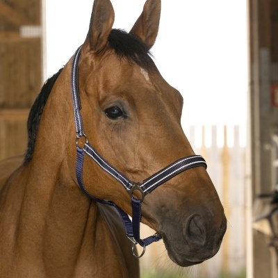 Cavalo castanho com cabresto azul com riscas brancas em estábulo