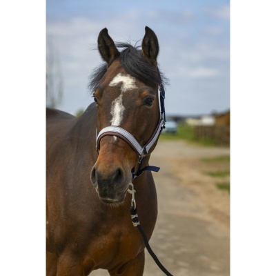 Cavalo castanho com cabresto cinzento claro e corda preta em ambiente exterior