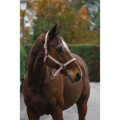 Cavalo castanho com cabresto rosa claro ao ar livre