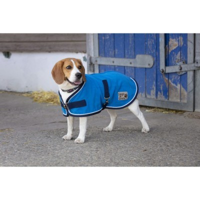 Cão com casaco azul para cães junto a portão azul