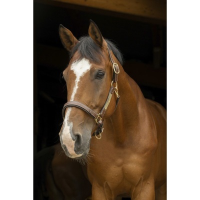 Cavalo castanho com cabresto de couro castanho