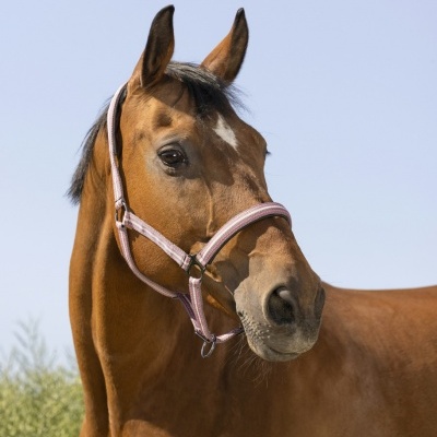 Cavalo castanho com cabresto cor-de-rosa ao ar livre