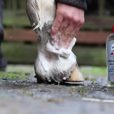 Pessoa aplicando e massageando loção de lavagem numa perna de cavalo