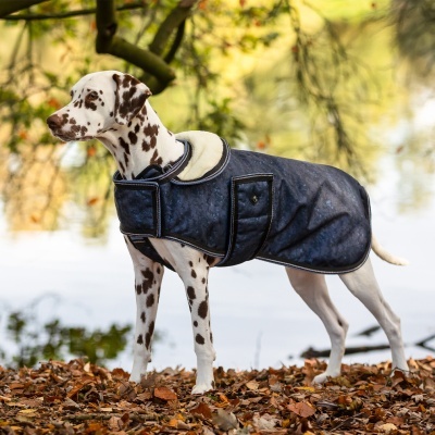 Cão dálmata com casaco protector escuro em ambiente natural