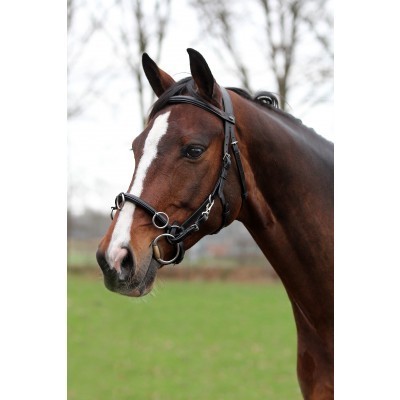 Cavalo castanho com rédea de couro preta em campo verde