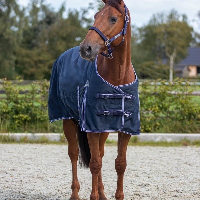 Cavalo castanho com manta azul escuro e cabresto azul ao ar livre