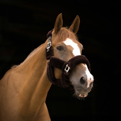 Cavalo com cabresto almofadado castanho claro em fundo preto