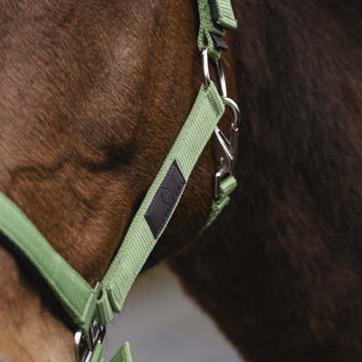 Cavalo castanho com rédea verde de tecido e fivelas metálicas.