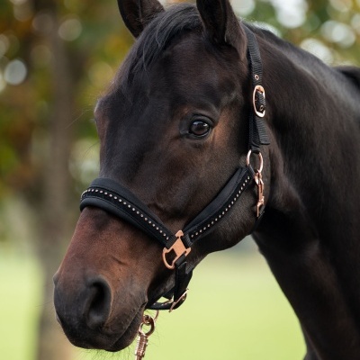 Cavalo castanho escuro com cabresto preto e tachas ao ar livre