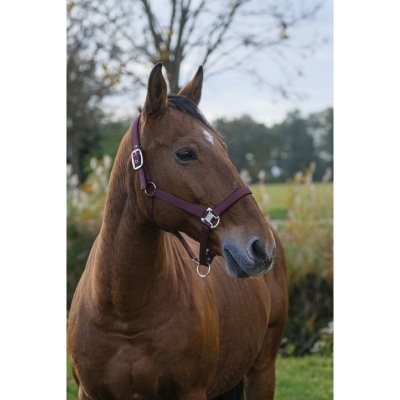 Cavalo castanho com cabedal roxo ajustável ao ar livre