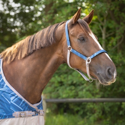Cavalo castanho com cabedal azul e manta azul clara exterior