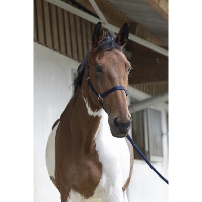 Cavalo castanho e branco com cabresto azul