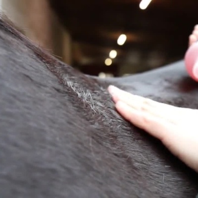 Pessoa aplicando e espalhando líquido cor-de-rosa no pelo de um animal