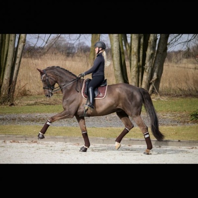 Cavalo castanho com sela castanha e montador vestido de preto em treino ao ar livre