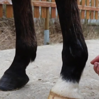 Pessoa aplicando creme Cold Pack nas pernas de um cavalo.