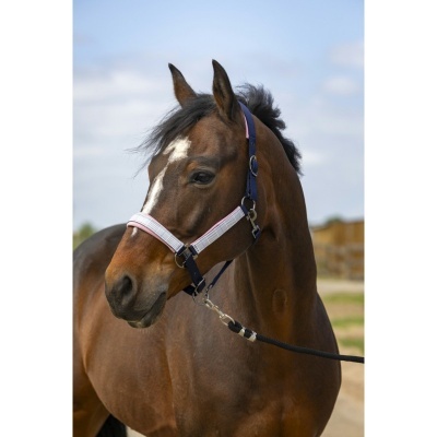 Cavalo castanho com peitoral branco com detalhes cor-de-rosa e azul