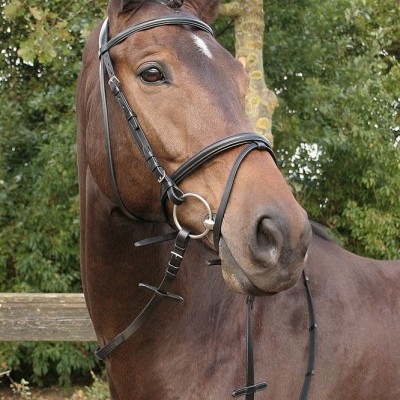 Cavalo castanho com cabedal preto em ambiente exterior