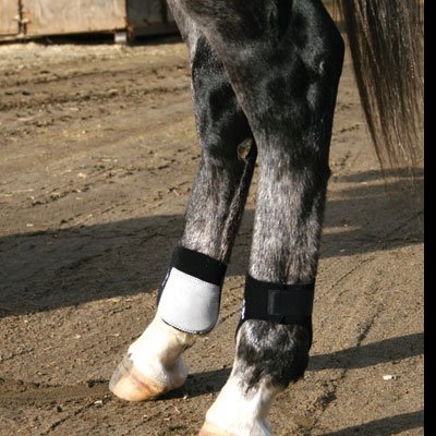 Patas traseiras de cavalo com proteções brancas e pretas, sobre terra.