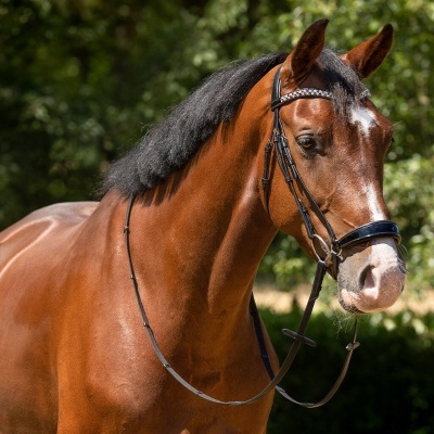 Cavalo castanho com rédea preta em ambiente exterior
