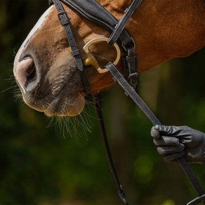 Cavalo castanho com cabresto preto e mão com luva preta