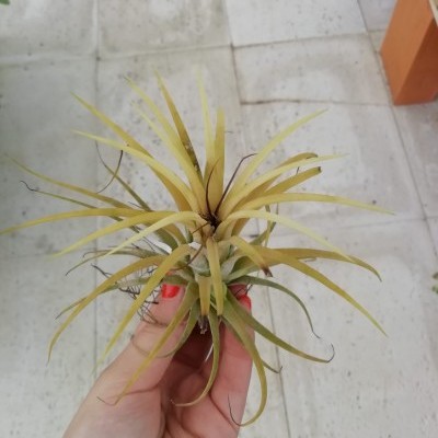 Planta Tillandsia amarela segurada por mão com unhas vermelhas em chão cimentado cinza