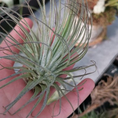 Planta Tillandsia verde com folhas finas na mão, fundo com outras plantas e decoração