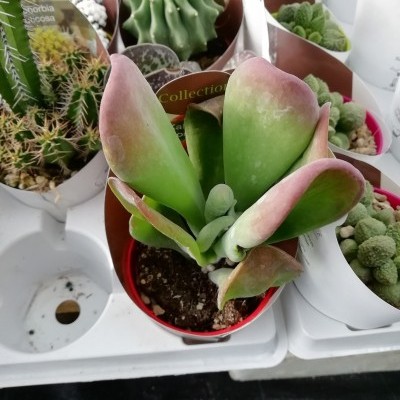 Plantas suculentas em vasos pequenos com etiquetas em suporte branco