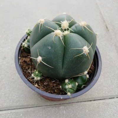 Cacto verde com espinhos em vaso plástico