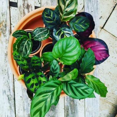 Plantas ornamentais variadas em vasos de terracota e pretos sobre madeira e azulejos.