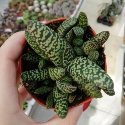 Planta suculenta verde com manchas brancas em vaso pequeno castanho-avermelhado