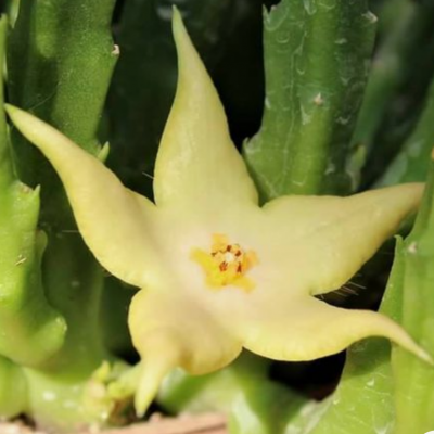 Flor amarela clara em planta suculenta verde