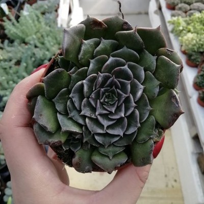 Suculenta verde escura em forma de roseta segurada por mão numa estufa de plantas