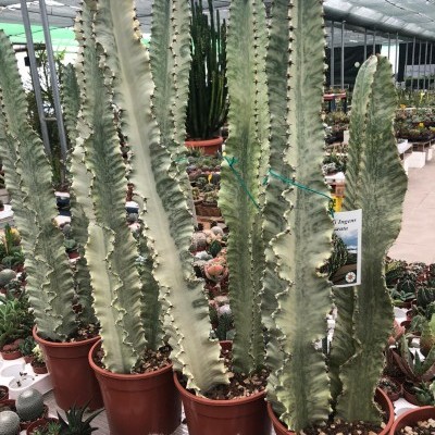 Várias plantas de cacto alto em vasos de plástico castanho numa estufa com outros cactos pequenos