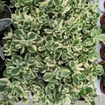 Planta suculenta verde e creme em vasos pequenos castanhos, com textura aveludada nas folhas