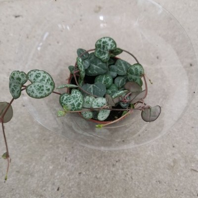 pequena planta verde com folhas em forma de coração num vaso de cerâmica dentro de uma tigela de vidro