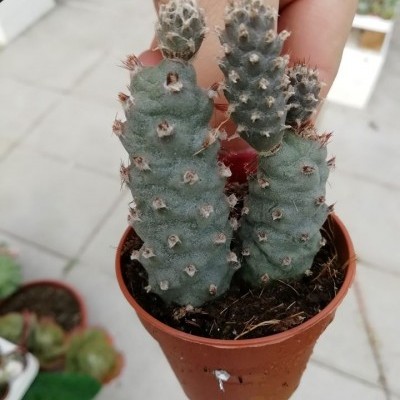 Cactos verdes com camada cinzenta em vaso castanho, segurados por uma mão