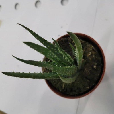 Planta suculenta verde em vaso castanho sobre papel branco.