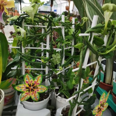 Plantas em vasos brancos com suportes e etiquetas coloridas em estufa