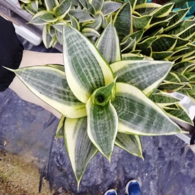 Planta com folhas verdes e amarelo-claro em vaso preto, várias plantas ao fundo num piso azul