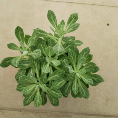 Planta verde com veias brancas vista de cima sobre chão de azulejos beje