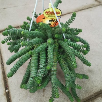 Planta suculenta verde enrolada em espiral suspensa