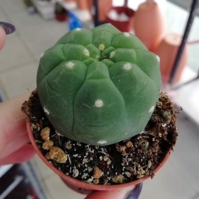 Pequeno cacto verde em vaso castanho com terra e pedras