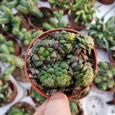 Planta suculenta em vaso de plástico castanho vista de cima