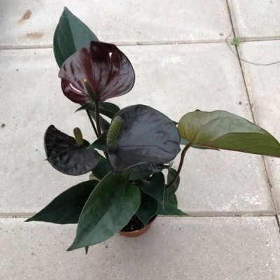 Planta com folhas verdes, preta e castanha em vaso pequeno sobre chão de pedras claras