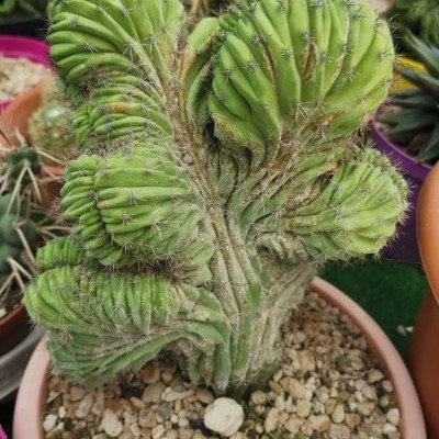 Cacto verde com forma cristalizada num vaso de cerâmica com pedras, rodeado por outras plantas em vasos.