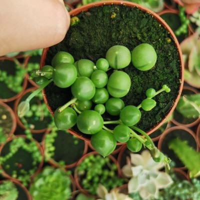 Vaso de planta suculenta verde com bolas similares a pérolas, rodeado por outros vasos com plantas suculentas.