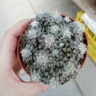 Planta suculenta verde com fios brancos num vaso vermelho, mão a segurar, fundo com chão cinza e caixas amarelas